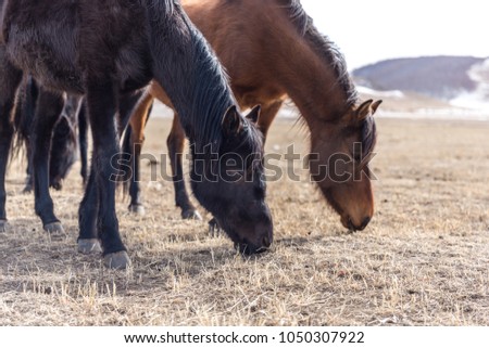Beautiful horse on the grassland