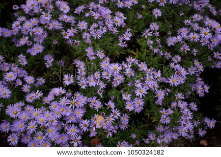 nature close up - a bunch of beautiful purple pink asters flowers with yellow middle, and blue leafs background, growing in a garden in Poland, Europe, at the end of summer