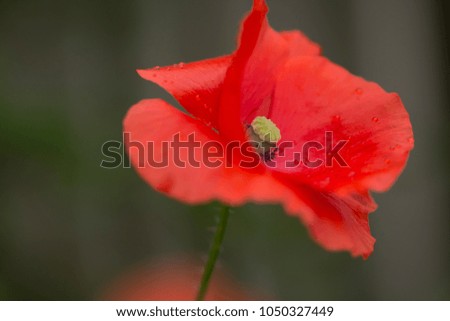 Poppy (Papaver) with an exceptional background