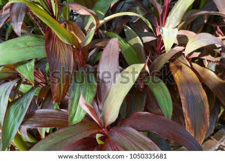 Green and red background of the ground cover plants. leaves texture. Top view. Natural green Grass texture. Abstract background.