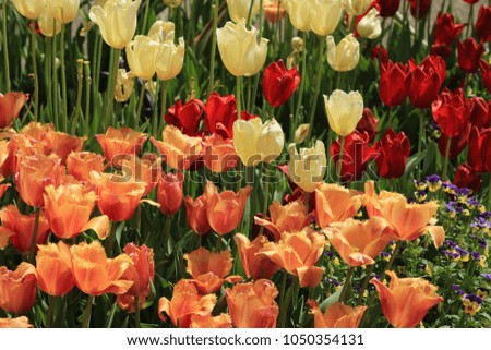 Colorful tulips in the flower bed