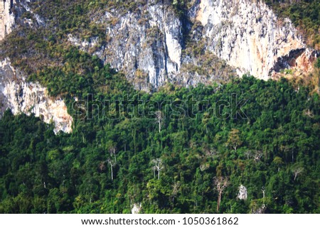 Forest on the Limestone Mountain at Thailand of sounth east Asia 