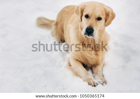Photo of golden retriever sitting on snow at winter walk