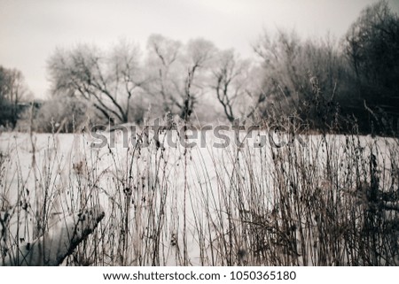 Photo of old grass in snowy forest