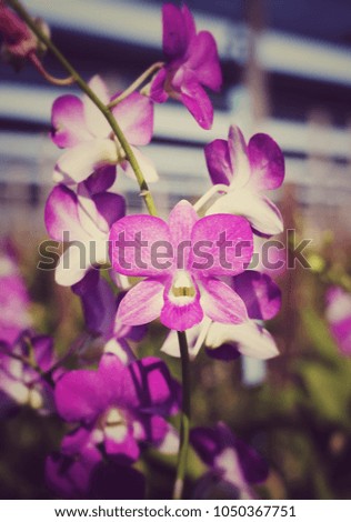 Vintage retro hipster picture of blossom orchid at the nursery farm in Thailand