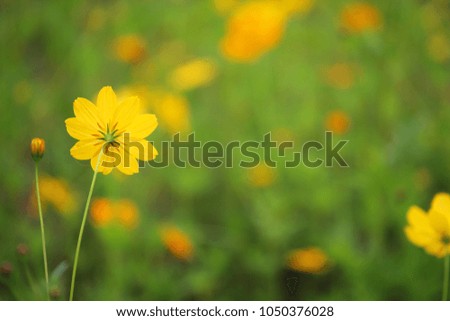 close up of beautiful yellow cosmoa flower with beautiful bokeh background