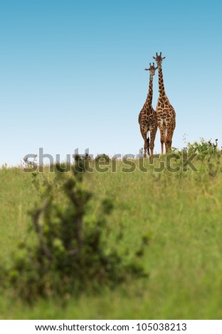 Two lovers giraffes in Masai Mara National Park - Kenya