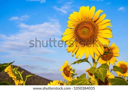 Colorful vintage and retro blooming fresh sunflowers and blue sky background with cloud at the garden.