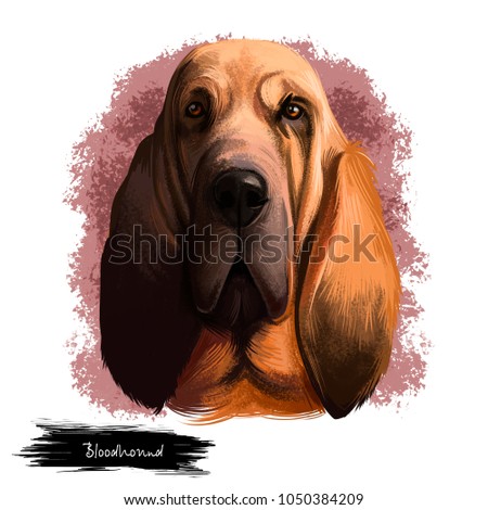 Bloodhound, Chien de Saint-Hubert, St. Hubert Hound dog digital art illustration isolated on white background. Norwegian origin hunting dog. Cute pet hand drawn portrait. Graphic clip art design