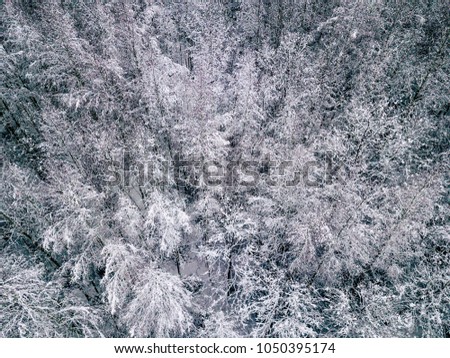Aerial Photography of a Bright Forest in Cloudy Winter Day - top down view with all Trees Covered in Snow