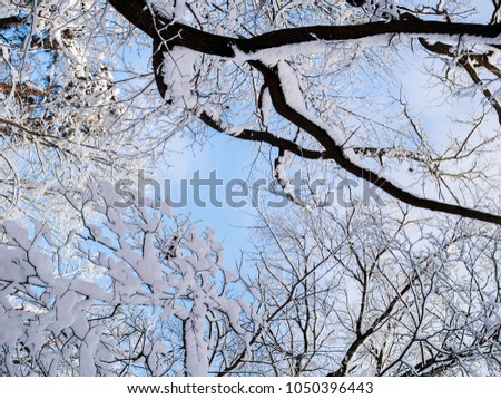 Picture of snowy trees in forest and blue sky