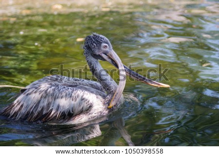 cross-billed pelican swimming in a pond