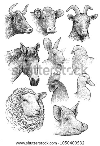 Domestic, farm animals head portrait collection illustration, drawing, engraving, ink, line art, vector