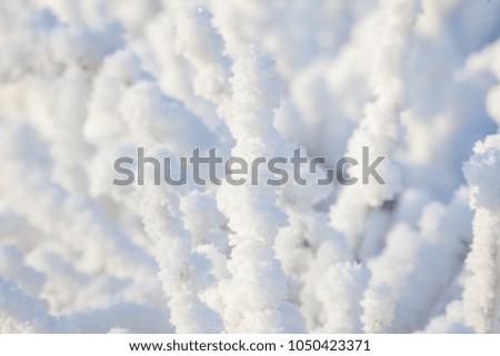 Closeup snow covered bush in sunlight