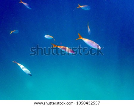 Underwater photography of marine fish living along the rocks and sand at Koh Rang, Trat, Thailand, soft focus