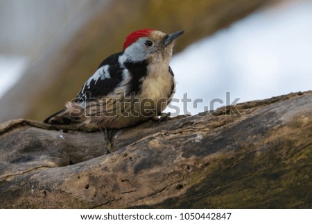 Wildlife photo - middle spotted woodpecker stands on branch in deep forest, Danubian wetland, Slovakia, Europe