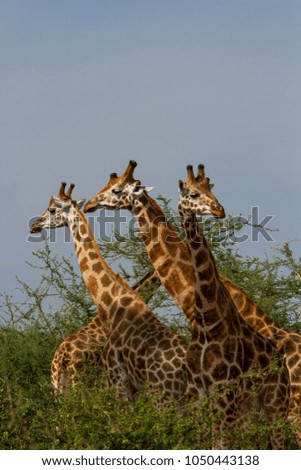 Three Giraffes on the lookout
