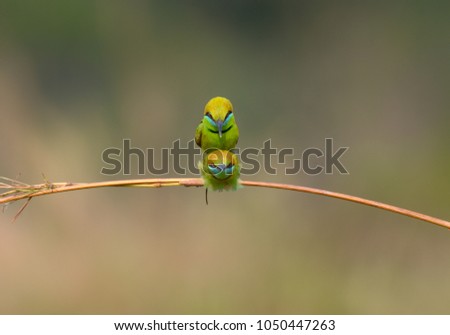 Bird in love, Green Bee-eater