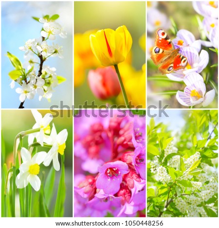 Collage. Beautiful spring flowers