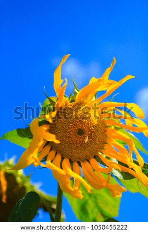 sunflower in summer