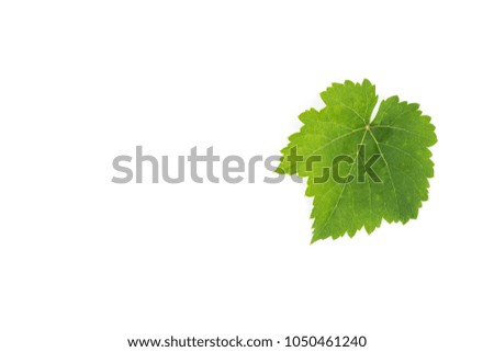 green grape leaves isolated on white background