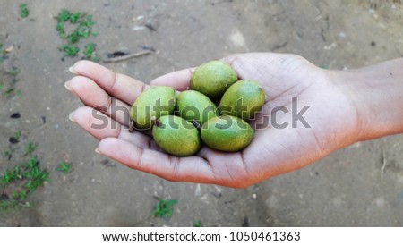 Sri Lanka green olives in hand. Elaeocarpus serratus