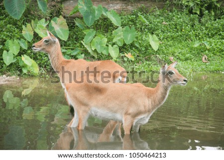 close up of deer with reflection on the water