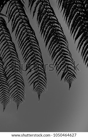 black and white picture with fern fronds