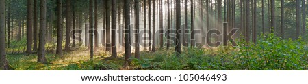 Panorama landscape of forest in the mist with sun rays. Magical beauty. Drentsche Aa. Drenthe. The Netherlands. Royalty-Free Stock Photo #105046493