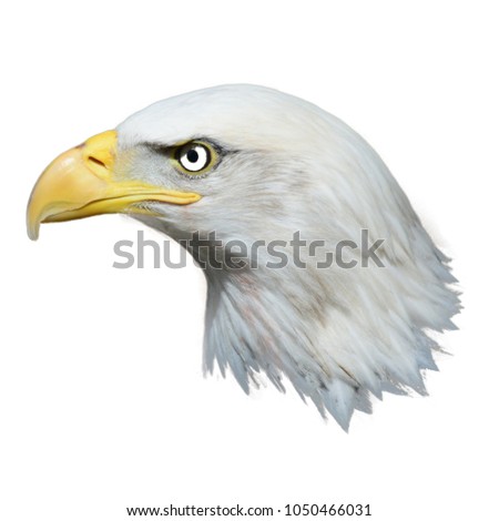 Headed Eagle, close up shot with background