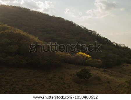 Tabebuia Ochracea tree on a hill 