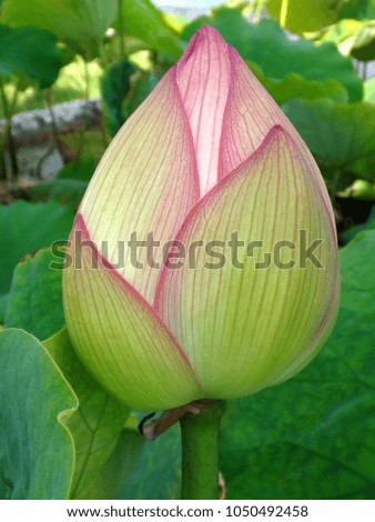 Close up of a delicate exotic pink lotus flower allowing to see all the details and beauty of this aquatic flower
