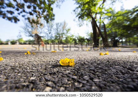 Background yellow flowers on the street with sunlight.