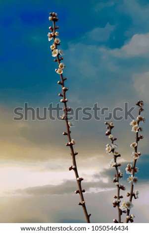 buds on tree in spring