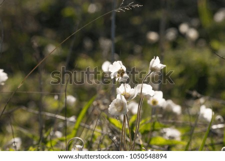 field of blooming white flowers on a background sunset