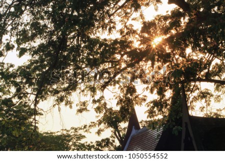 Shadow of a big tree In the evening The sun is setting. Sunlight splashing through the trees. The picture is beautiful.