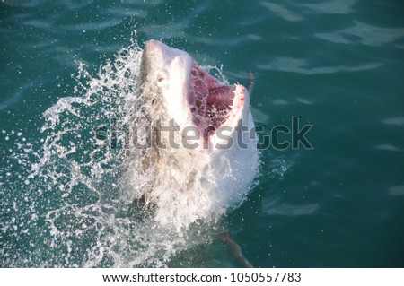 Large great white shark lunging out of the blue green water, with a view into its mouth in Capetown South Africa