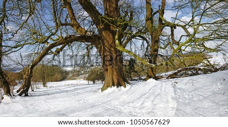 A panorama image of a naturally created arch by a fallen branch from very old and sturdy Horse Chestnut tree near Painswick Beacon, The cotswolds, Gloucestershire, UK