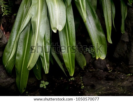 An abundance of lush green leaves makes a perfect nature background for your designing needs
