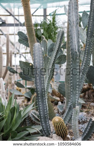 Cactus in the Botanical Garden