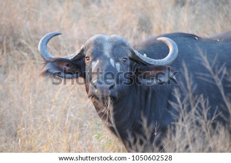 Close up of a herd of African Buffalo with large horns in South Africa Kruger Park, eating grass in spiky bushes