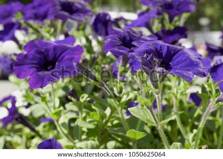 Beautiful flowers of violets on a flowerbed in summer close-up