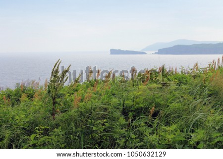Coast Of The Russian Far East. Summer, green grass on the shore of the sea of Japan. Shore of Russky island. Primorye, Primorskiy Kray.