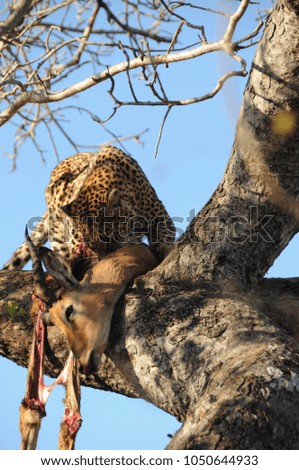 Leopard with Impala kill sitting in a tree with blue sky in the background in Kruger national park in South Africa