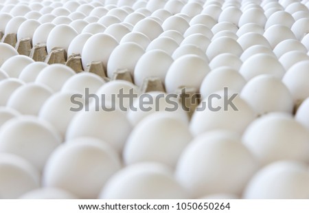 The production and sale of chicken eggs. Easter  