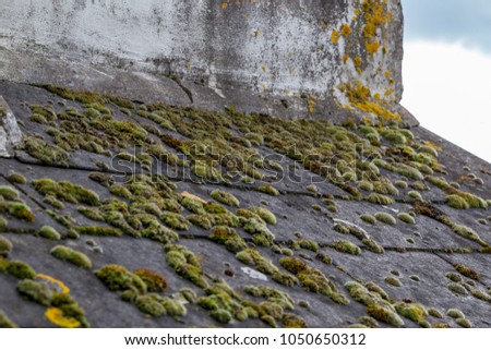 Green moss and algae on slate roof tiles
