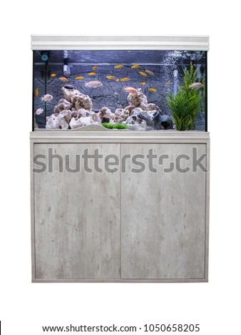 Aquarium with cichlids fish from lake malawi.  Isolated on white background 
