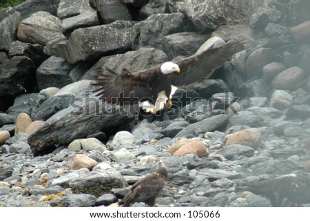 Eagles  (Alaska)