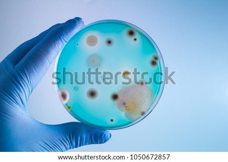 Hands of doctor with petri plate in the laboratory / technician with bacterias sample in petri dish Royalty-Free Stock Photo #1050672857