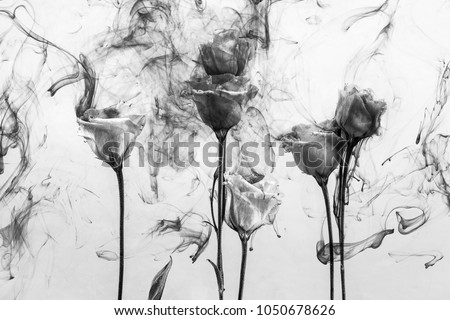 Black and white photo. White roses inside in water on a white background. Flowers under the water with acrylic paints.